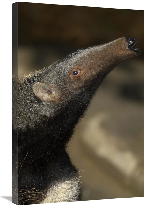 Global Gallery GCS-450875-2030-142 20 x 30 in. Giant Anteater Profile&