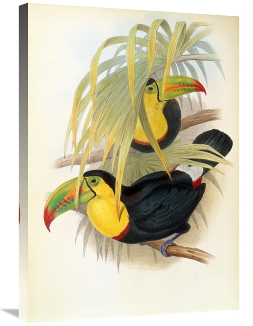 Global Gallery GCS-282143-30-142 30 in. Short Billed Toucan Art Print 