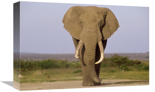 Global Gallery GCS-452822-1218-142 12 x 18 in. African Elephant Bull&#