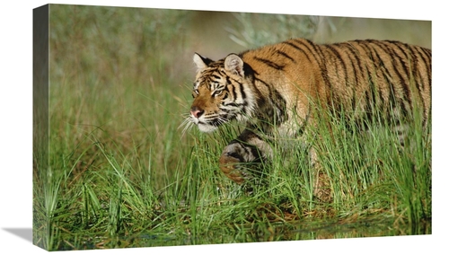 Global Gallery GCS-396565-22-142 22 in. Siberian Tiger Walking Through