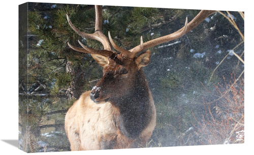 Global Gallery GCS-486481-22-142 22 in. Untroubled Art Print - Vic Sch