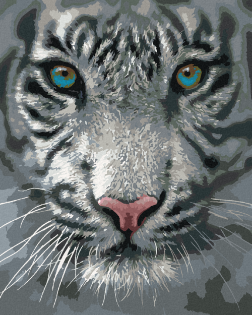 Zuty - Paint by Numbers â€“ WHITE TIGER (COLLIN BOGLE), 40x50 cm