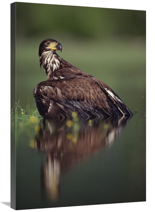 Global Gallery GCS-451965-2436-142 24 x 36 in. Bald Eagle Juvenile wit