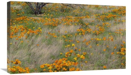 Global Gallery GCS-396282-30-142 30 in. California Poppy Meadow with G