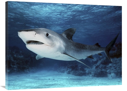 Global Gallery GCS-397967-3040-142 30 x 40 in. Tiger Shark, Great 