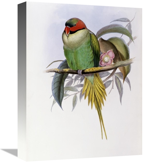 Global Gallery GCS-277745-16-142 16 in. Bonapartes Parakeet Art Print 