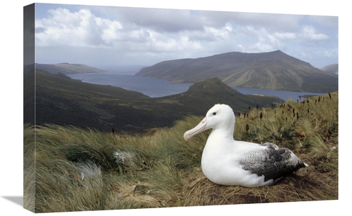 Global Gallery GCS-451302-1624-142 16 x 24 in. Southern Royal Albatros