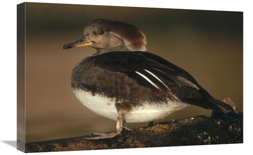 Global Gallery GCS-396510-1624-142 16 x 24 in. Hooded Merganser Female