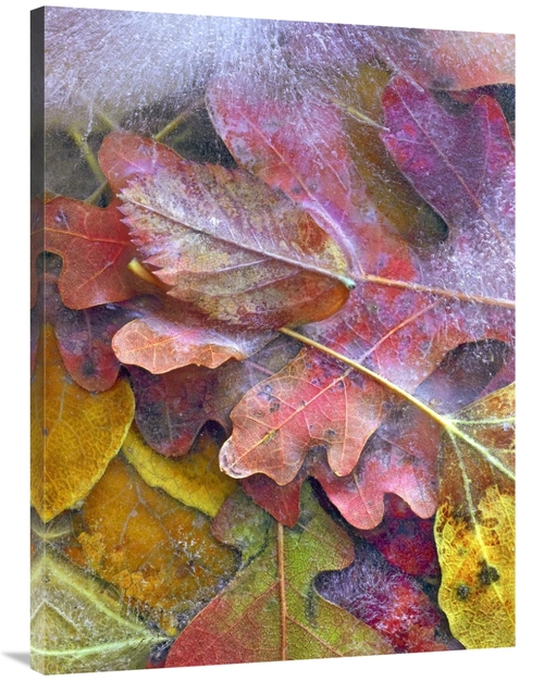 Global Gallery GCS-452229-3040-142 30 x 40 in. Frozen Autumn Leaves&#4