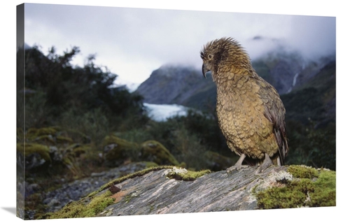 Global Gallery GCS-451500-2436-142 24 x 36 in. Kea Perched on Rock&#44