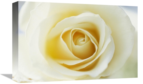 Global Gallery GCS-453612-1218-142 12 x 18 in. Rose Close Up of White 