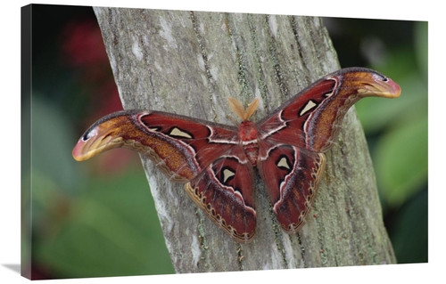 Global Gallery GCS-453011-2436-142 24 x 36 in. Atlas Moth Portrait&#44