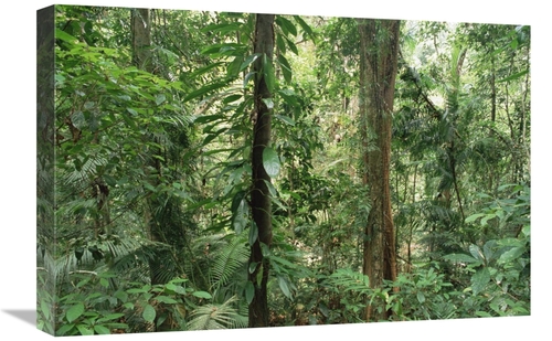Global Gallery GCS-452830-1624-142 16 x 24 in. Tropical Rainforest Int