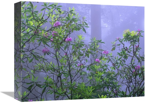 Global Gallery GCS-395939-1216-142 12 x 16 in. Pacific Rhododendrons i