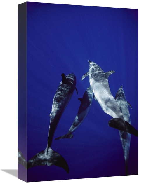 Global Gallery GCS-450623-1218-142 12 x 18 in. Atlantic Spotted Dolphi