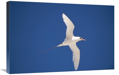 Global Gallery GCS-451447-2030-142 20 x 30 in. Red-Tailed Tropicbird F