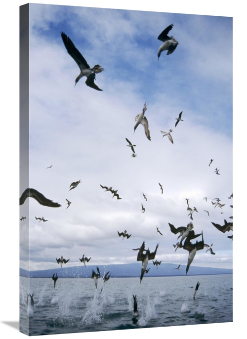 Global Gallery GCS-451396-2030-142 20 x 30 in. Blue-Footed Booby Divin