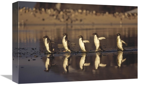 Global Gallery GCS-395584-1218-142 12 x 18 in. Adelie Penguins Crossin