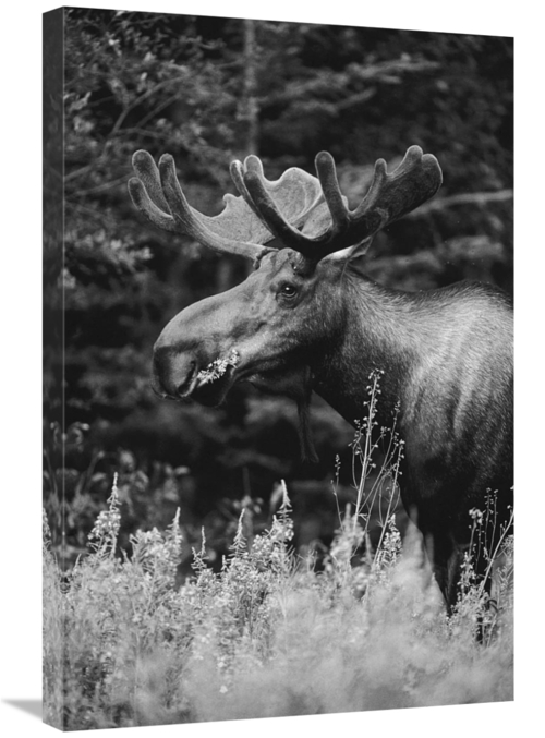 Global Gallery GCS-461478-2030-142 20 x 30 in. Alaska Moose Feeding on
