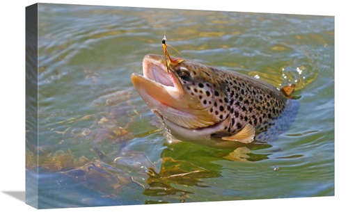 Global Gallery GCS-486440-22-142 22 in. Brown Trout Art Print - Vic Sc