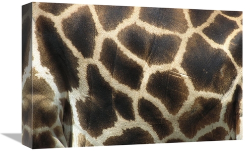 Global Gallery GCS-398161-1218-142 12 x 18 in. Rothschild Giraffe Deta
