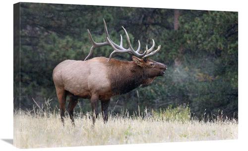 Global Gallery GCS-486476-30-142 30 in. Light Snow Falling Art Print -