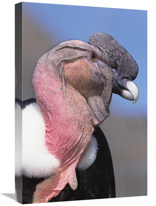 Global Gallery GCS-451235-1624-142 16 x 24 in. Andean Condor Male,