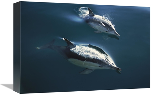 Global Gallery GCS-451698-1218-142 12 x 18 in. Common Dolphin Pair Jum