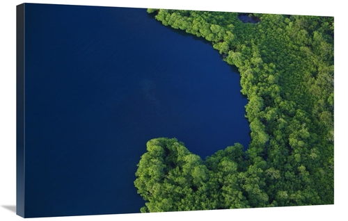 Global Gallery GCS-398536-2436-142 24 x 36 in. Mangrove Stand, Boc