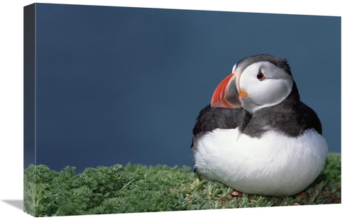Global Gallery GCS-451569-1624-142 16 x 24 in. Atlantic Puffin Showing