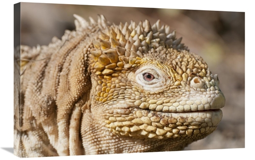 Global Gallery GCS-395622-2030-142 20 x 30 in. Galapagos Land Iguana P