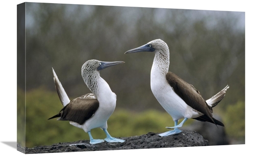 Global Gallery GCS-451378-1624-142 16 x 24 in. Blue-Footed Booby Pair 