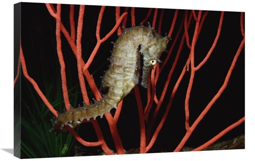 Global Gallery GCS-450615-2030-142 20 x 30 in. Seahorse on Coral, 