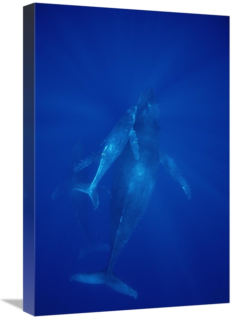 Global Gallery GCS-451039-1624-142 16 x 24 in. Humpback Whale Cow,