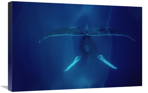 Global Gallery GCS-450576-2030-142 20 x 30 in. Humpback Whale Singing&