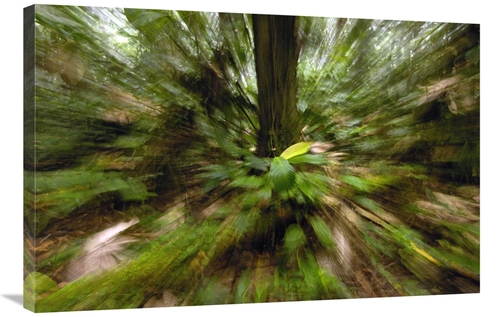 Global Gallery GCS-453079-2436-142 24 x 36 in. Primary Rainforest,
