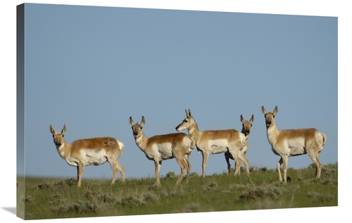 Global Gallery GCS-453086-2436-142 24 x 36 in. Pronghorn Antelope Herd