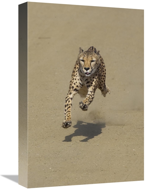 Global Gallery GCS-450854-1218-142 12 x 18 in. Cheetah Running, Na
