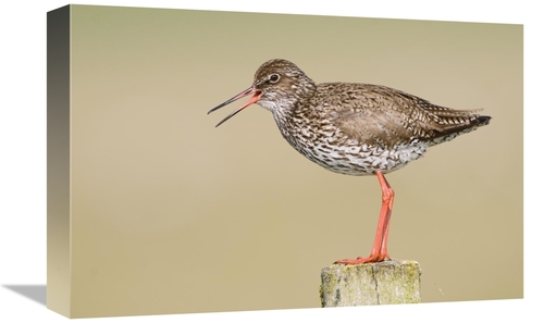 Global Gallery GCS-398238-1218-142 12 x 18 in. Common Redshank Calling