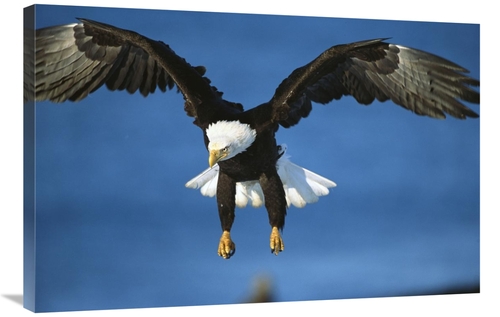 Global Gallery GCS-453293-2436-142 24 x 36 in. Bald Eagle Flying, 