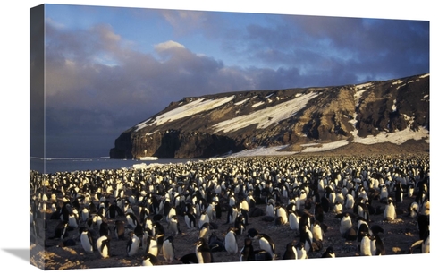Global Gallery GCS-451414-1624-142 16 x 24 in. Adelie Penguin Dense Co