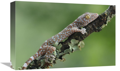 Global Gallery GCS-397546-1218-142 12 x 18 in. Tokay Gecko Juvenile&#4