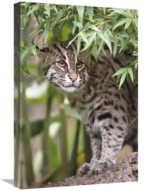 Global Gallery GCS-450828-1624-142 16 x 24 in. Fishing Cat Portrait&#4