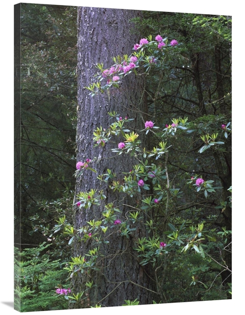 Global Gallery GCS-452035-3040-142 30 x 40 in. Coast Redwood Trunk & P