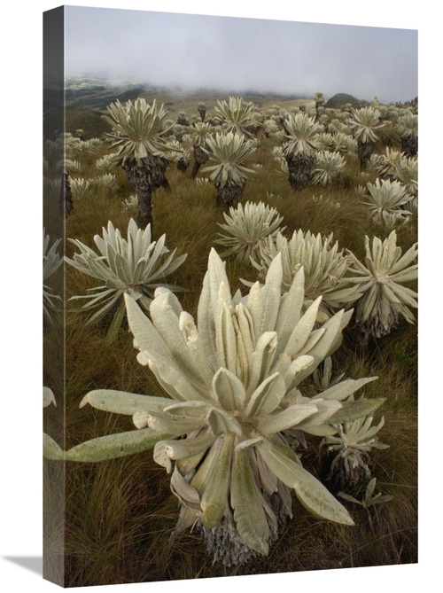 Global Gallery GCS-453156-1624-142 16 x 24 in. Paramo Flower, El A