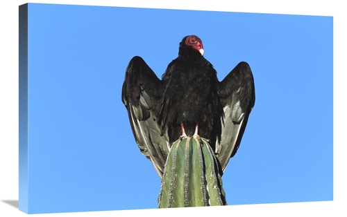 Global Gallery GCS-453310-2030-142 20 x 30 in. Turkey Vulture Perching