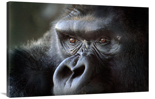 Global Gallery GCS-486395-40-142 40 in. Gorilla Eyes Art Print - Vic S