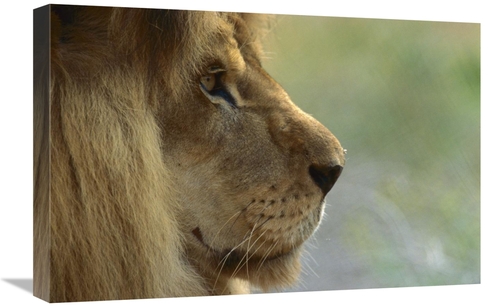 Global Gallery GCS-398137-1624-142 16 x 24 in. African Lion Male Portr
