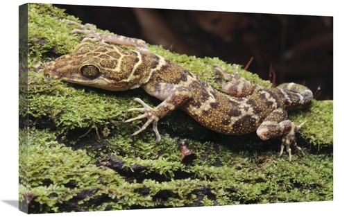 Global Gallery GCS-397558-2030-142 20 x 30 in. Borneo Bow-Fingered Gec