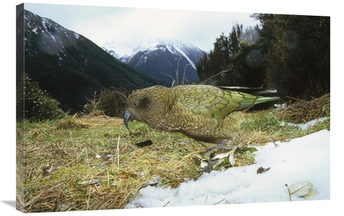 Global Gallery GCS-451066-2436-142 24 x 36 in. Kea Parrot in Alpine Sc